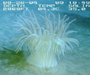 deep-water anemone Bolocera tuediae from offshore Georgia